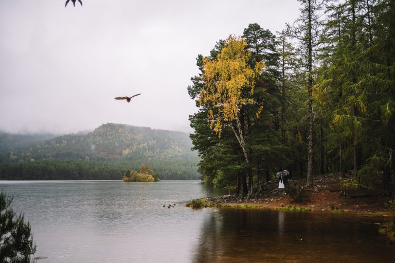 Calm loch with trees and birds in natural setting