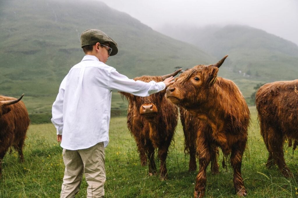 Kid feeding Highland cows in Scotland