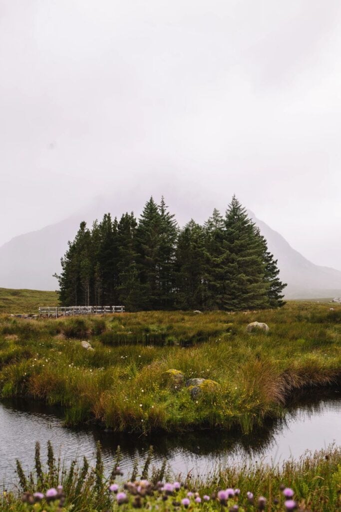 Scenic view of trees and mountain in mist