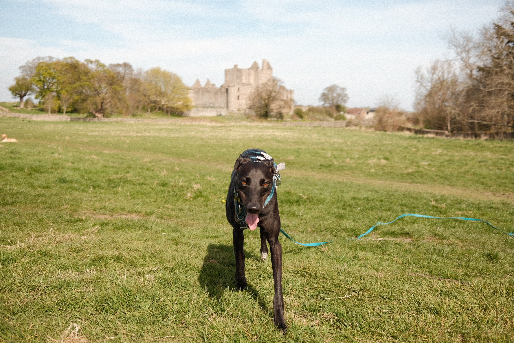 black lurcher walking in front of castle in scotland