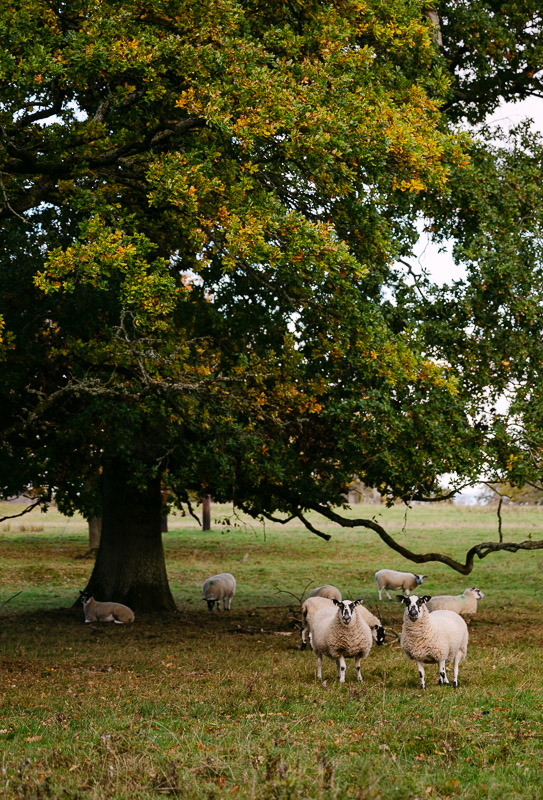 sheep at kirknewton house