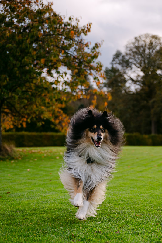 collie runs