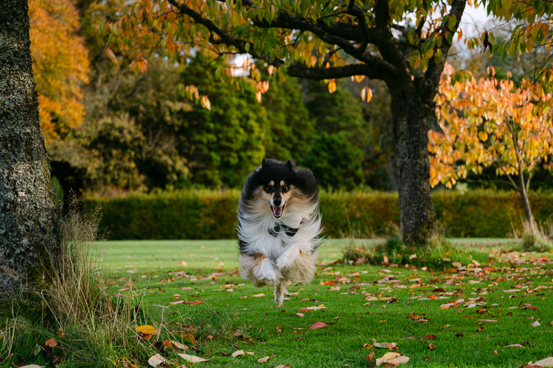 collie leaps
