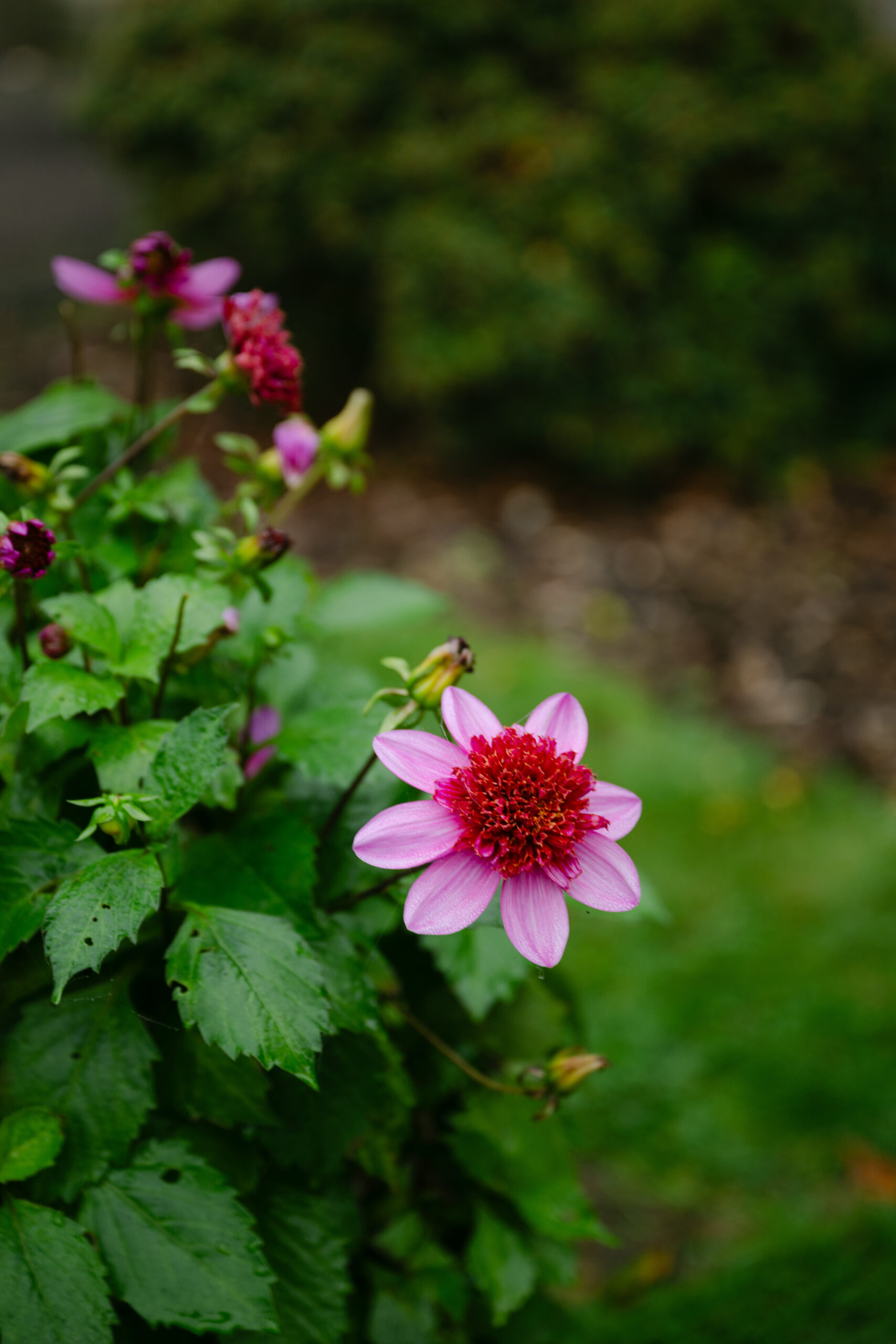 close up shot of a pint flower at auchen castle