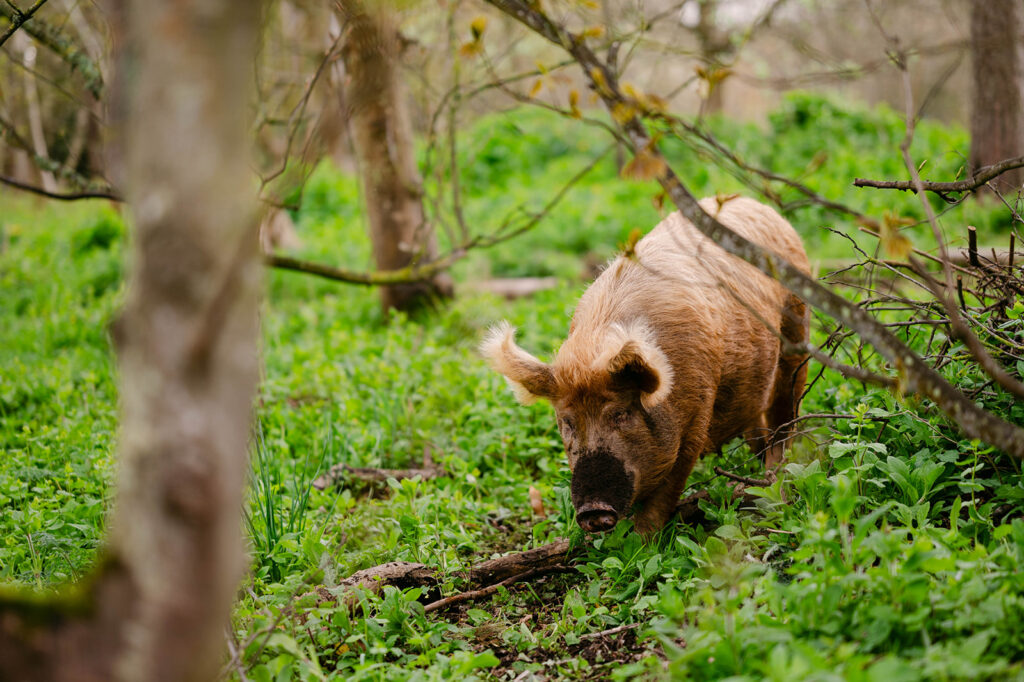 pig at cambo estate fife scotland