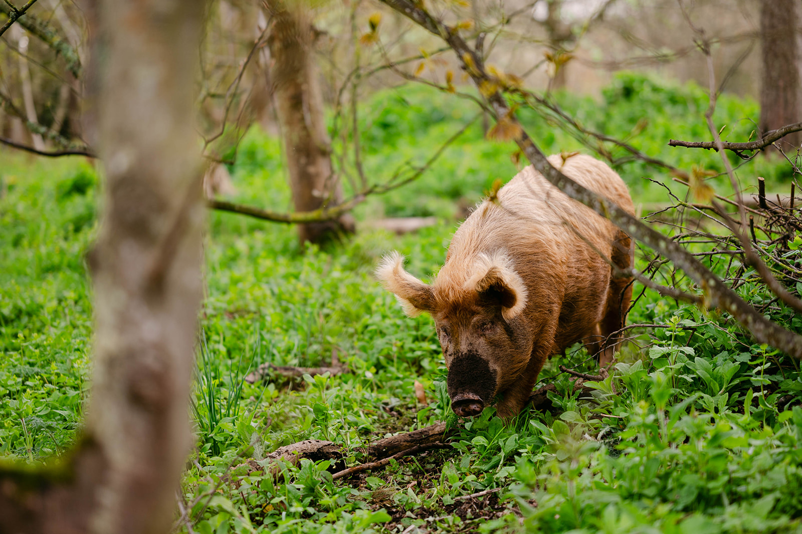 pig at cambo estate fife scotland